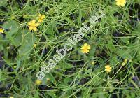 Ranunculus flammula L.