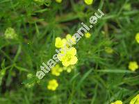 Ranunculus flammula L.