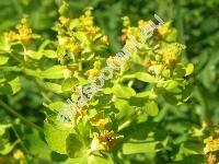 Euphorbia palustris L. (Tithymalus palustris (L.) Hill)