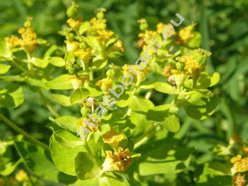 Euphorbia palustris L. (Tithymalus palustris (L.) Hill)