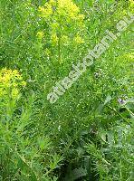 Euphorbia palustris L. (Tithymalus palustris (L.) Hill)