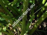 Euphorbia palustris L. (Tithymalus palustris (L.) Hill)