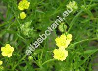 Ranunculus arvensis L.