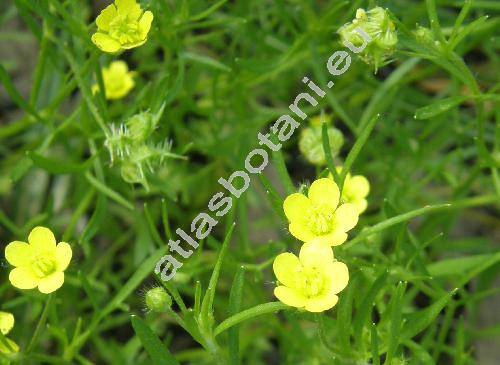 Ranunculus arvensis L.