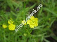 Ranunculus arvensis L.