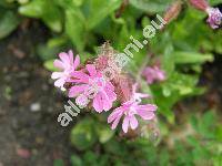 Silene dioica (L.) Clairv. (Melandrium dioicum (L.) Simk., Melandrium rubrum Garcke, Lychnis dioica L.)