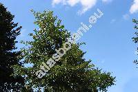 Quercus cerris L. (Querus echinata Salisb.)