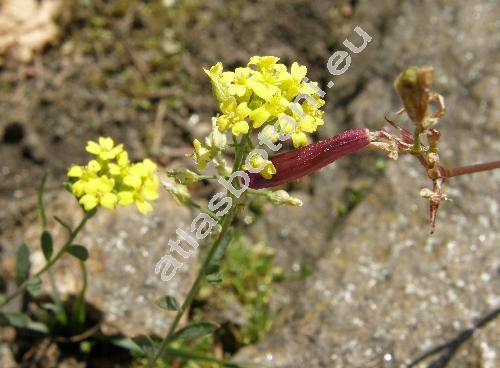 Alyssum montanum L. (Crucifera alyssum Krause)