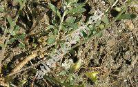 Alyssum montanum L. (Crucifera alyssum Krause)