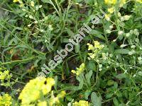 Alyssum montanum L. (Crucifera alyssum Krause)