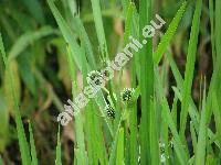 Sparganium erectum L. (Sparganium ramosum Huds.)