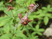 Comarum palustre L. (Potentilla palustris (L.) Scop.)