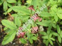 Comarum palustre L. (Potentilla palustris (L.) Scop.)
