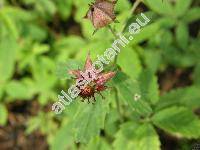 Comarum palustre L. (Potentilla palustris (L.) Scop.)
