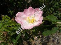 Rosa gallica L.