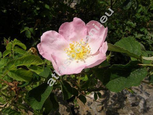 Rosa gallica L.