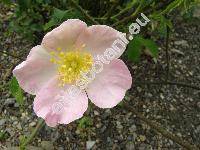 Rosa gallica L.