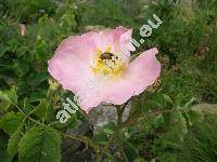 Rosa gallica L.