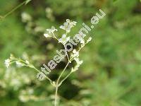 Galium sylvaticum L. (Galium silvaticum L.)