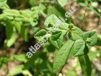 Euphorbia dulcis L. (Tithymalus dulcis (L.) Scop.)
