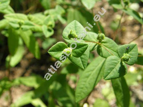 Euphorbia dulcis L. (Tithymalus dulcis (L.) Scop.)