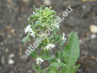 Reseda phyteuma L.