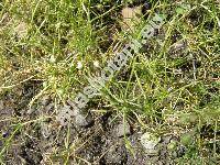 Spergula arvensis L. (Arenaria)