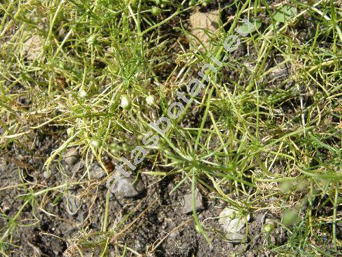 Spergula arvensis L. (Arenaria)