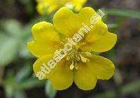 Potentilla aurea L. (Potentilla halleri, Potentilla alpina Zimm.)
