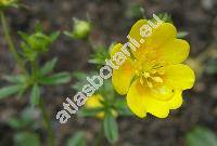 Potentilla aurea L. (Potentilla halleri, Potentilla alpina Zimm.)