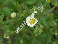 Potentilla rupestris L. (Drymocallis rupestris (L.) Soj.)