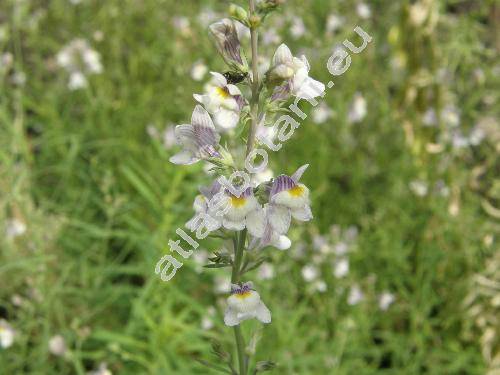 Linaria repens (L.) Mill. (Antirrhinum repens L.)
