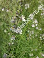 Linaria repens (L.) Mill. (Antirrhinum repens L.)