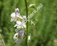 Linaria repens (L.) Mill. (Antirrhinum repens L.)