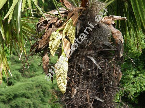 Trachycarpus fortunei (Trachycarpus fortunei Hook., Trachycarpus caespitosus Becc., Chamaerops fortunei Hook.)