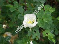 Rosa spinosissima L. (Rosa myriacantha DC., Rosa microcarpa Bess., Rosa melanocarpa Link, Rosa pimpinellifolia L.)