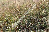 Rosa spinosissima L. (Rosa myriacantha DC., Rosa microcarpa Bess., Rosa melanocarpa Link, Rosa pimpinellifolia L.)