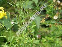 Epilobium palustre L. (Chamaenerion  palustre (L.) Schreb.)