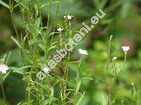 Epilobium palustre L. (Chamaenerion  palustre (L.) Schreb.)