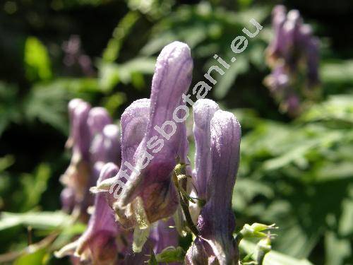 Aconitum moldavicum Hacq. ex Rchb. (Aconitum lycostonum subsp. moldavicum (Hacq. ex Rchb.) Jal.)