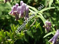 Aconitum moldavicum Hacq. ex Rchb. (Aconitum lycostonum subsp. moldavicum (Hacq. ex Rchb.) Jal.)