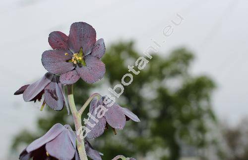 Fritillaria persica L. (Fritillaria arabica Gand., Fritillaria eggeri Bornm., Fritillaria libanotica (Boiss.) Bak., Theresia libanotica Boiss.)