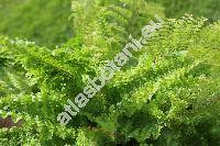 Nephrolepis exaltata 'Whitmanii'