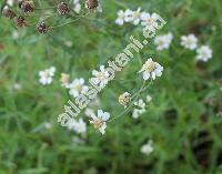 Achillea ptarmica L. (Ptarmica vulgaris DC., Chamaemelum ptarmica (L.) Krause, Chrysanthemum)