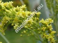Solidago x lutea (x Solidaster luteus (Everett) Green, x Asterago lutea Everett)