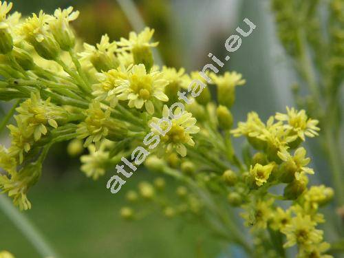 Solidago x lutea (x Solidaster luteus (Everett) Green, x Asterago lutea Everett)