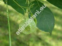Ptelea trifoliata L.