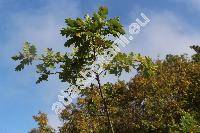 Quercus frainetto Ten.