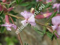 Chamaecytisus purpureus (Scop.) Link (Cytisus purpureus Scop., Viborgia purpurea (Scop.) Moench, Genista purpurea (Scop.) Scheele)