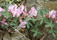 Chamaecytisus purpureus (Scop.) Link (Cytisus purpureus Scop., Viborgia purpurea (Scop.) Moench, Genista purpurea (Scop.) Scheele)
